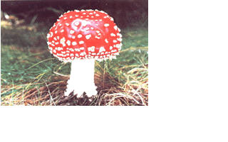 Z�kladn� ingredience v�ech pokrm�...